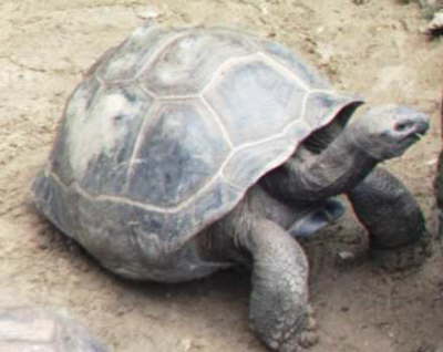 Another Tortoise