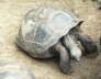 Tortoise 3