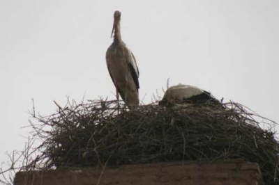 Storks' Nest
